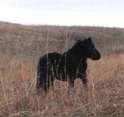 AMHR Miniature stallion Outlaw's Captain Midnight, our very first herd sire and the sire of many champions for us.